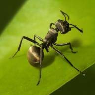 蚂蚁地下王国模拟器The Ants正版下载